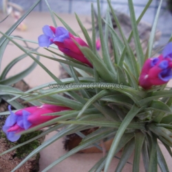 tillandsia aeranthos