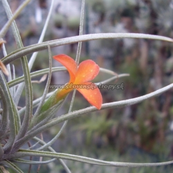 tillandsia albertiana x crocata