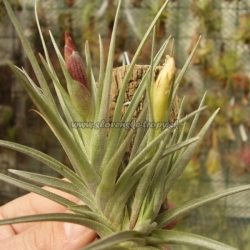 tillandsia argentina x tillandsia roseiflora