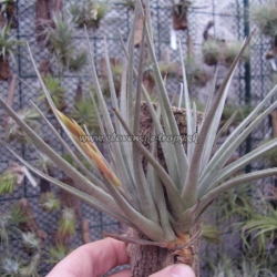 tillandsia argentina ,,Mayor,,