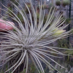 tillandsia atroviridipetala