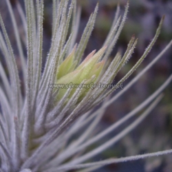 tillandsia atroviridipetala