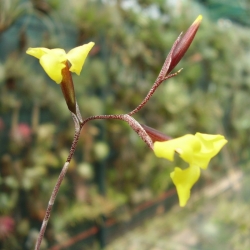 tillandsia aurea