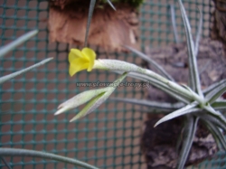 tillandsia aurea x crocata