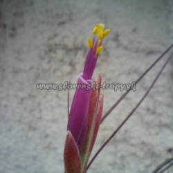 tillandsia butzii var.roseiflora