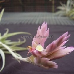 tillandsia cacticola