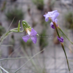 tillandsia caerulea a t.bandensis kvety