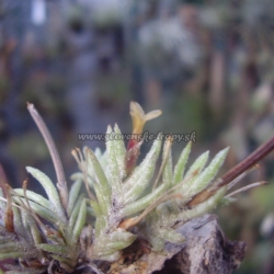 tillandsia capillaris malá forma