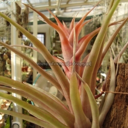 tillandsia capitata var.rubra