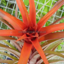 tillandsia capitata var.rubra