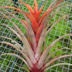 tillandsia capitata var.rubra