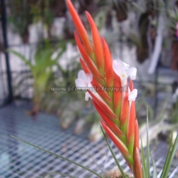 tillandsia caulescens