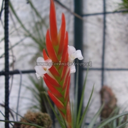 tillandsia caulescens