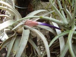 tillandsia chiapensis