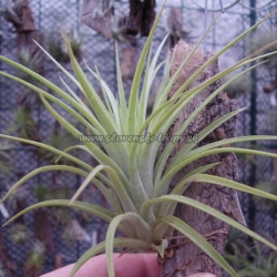 tillandsia concolor x t.ionantha