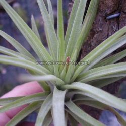 tillandsia concolor x t.ionantha