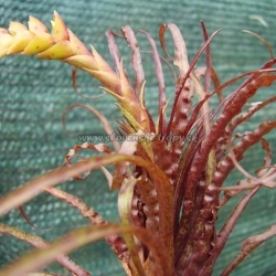 tillandsia crispa