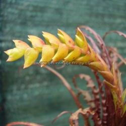 tillandsia crispa