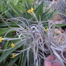 tillandsia crocata