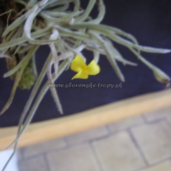 tillandsia crocata