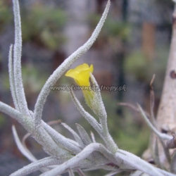 tillandsia crocata x t.usneoides