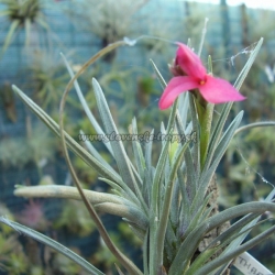 tillandsia dorotheae