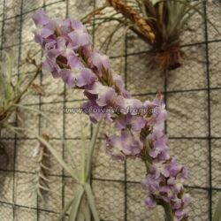 tillandsia duratii var.duratii