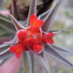 t.edithae