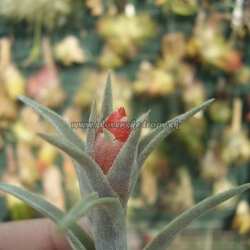 t.edithae