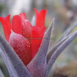 t.edithae