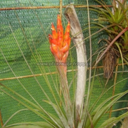 tillandsia fasciculata ,,Colombia,,