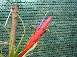 tillandsia flabelata