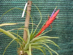 tillandsia flabelata