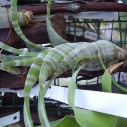 tillandsia flexuosa