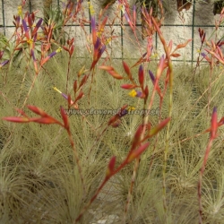 tillandsia fuchsii var.fuchsii f.gracilis