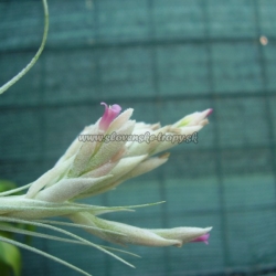 tillandsia gardneri
