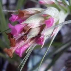 tillandsia geminiflora