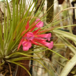 tillandsia globosa