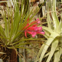 tillandsia globosa