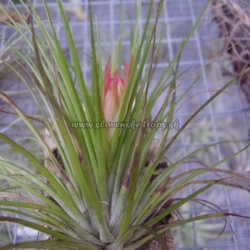 tillandsia globosa