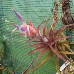 tillandsia hondurensis