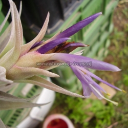 tillandsia hondurensis