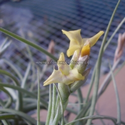 tillandsia.,,Inca Gold,,