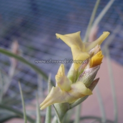 tillandsia.,,Inca Gold,,