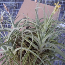 tillandsia.,,Inca Gold,,