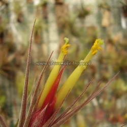 Tillandsia ionantha x schiedeana ,,Jack Staub,,