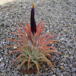 Tillandsia ionantha var.rubra