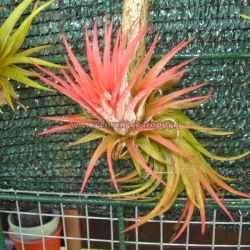 Tillandsia ionantha var.rubra