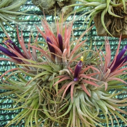 Tillandsia ionantha var.rubra