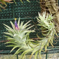 Tillandsia ionantha var.vanhyningii